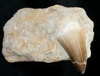 Large Mosasaur (Prognathodon) Tooth In Matrix #14245-1